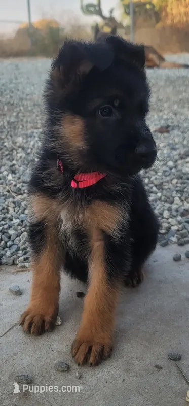 Blue 211 – German Shepherd Dog puppy for sale in Hemet, CA