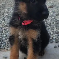 Blue, a female German Shepherd Dog for sale in Hemet, CA – Photo 3 of 3