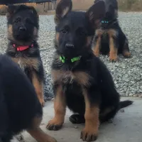 Blue, a female German Shepherd Dog for sale in Hemet, CA – Photo 2 of 3