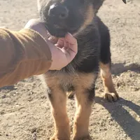 Blue, a female German Shepherd Dog for sale in Hemet, CA – Photo 1 of 3