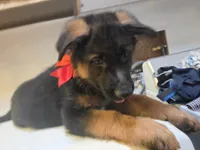 Puppy 567, a male German Shepherd Dog for sale in Hemet, CA – 6 of 6
