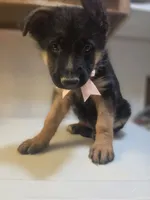 Puppy 123, a female German Shepherd Dog for sale in Hemet, CA – 4 of 9