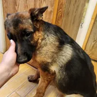 Mia, a female German Shepherd Dog for sale in Hemet, CA – Photo 5 of 5