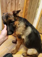 Mia, a female German Shepherd Dog for sale in Hemet, CA – Photo 5 of 5