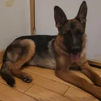 Mia, a female German Shepherd Dog for sale in Hemet, CA – Photo 2 of 5