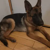 Mia, a female German Shepherd Dog for sale in Hemet, CA – Photo 3 of 5