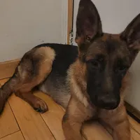 Mia, a female German Shepherd Dog for sale in Hemet, CA – Photo 1 of 5