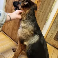 Mia, a female German Shepherd Dog for sale in Hemet, CA – Photo 4 of 5