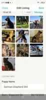 Puppy 101, a male German Shepherd Dog for sale in Hemet, CA – 7 of 8