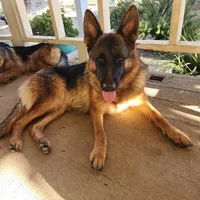 Puppy 1, a male German Shepherd Dog for sale in Hemet, CA – Photo 10 of 10