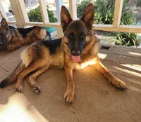 Puppy 1, a male German Shepherd Dog for sale in Hemet, CA – Photo 10 of 10