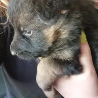 Puppy 1, a male German Shepherd Dog for sale in Hemet, CA – Photo 5 of 10