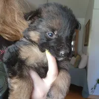 Puppy 1, a male German Shepherd Dog for sale in Hemet, CA – Photo 7 of 10