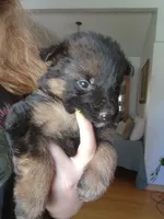 Puppy 1, a male German Shepherd Dog for sale in Hemet, CA – Photo 7 of 10