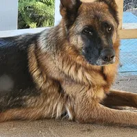 Puppy 1, a male German Shepherd Dog for sale in Hemet, CA – Photo 9 of 10