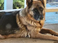 Puppy 1, a male German Shepherd Dog for sale in Hemet, CA – Photo 9 of 10