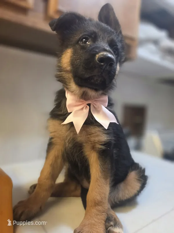 Puppy 404 – German Shepherd Dog puppy for sale in Hemet, CA