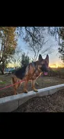Puppy 123, a female German Shepherd Dog for sale in Hemet, CA – 8 of 9