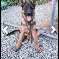 Baby girl, a female German Shepherd Dog for sale in Hemet, CA – Photo 2 of 2