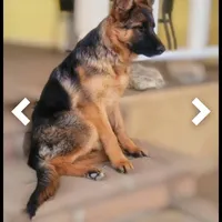 Baby girl, a female German Shepherd Dog for sale in Hemet, CA – Photo 1 of 2