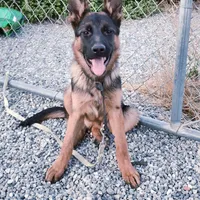 Chiqui 1, a female German Shepherd Dog for sale in Hemet, CA – Photo 1 of 3