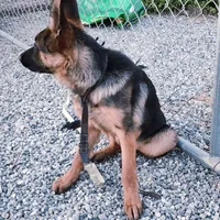 Chiqui 1, a female German Shepherd Dog for sale in Hemet, CA – Photo 3 of 3