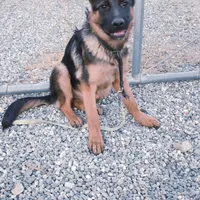 Chiqui 1, a female German Shepherd Dog for sale in Hemet, CA – Photo 2 of 3