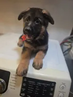 Puppy 567, a male German Shepherd Dog for sale in Hemet, CA – 4 of 6