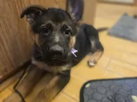 Puppy 303, a female German Shepherd Dog for sale in Hemet, CA – 4 of 8