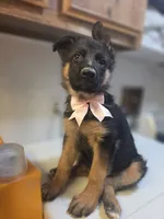 Puppy 123, a female German Shepherd Dog for sale in Hemet, CA – 5 of 9