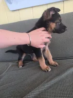 Puppy 101, a male German Shepherd Dog for sale in Hemet, CA – 2 of 8