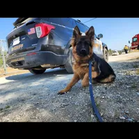 German shepherd, a female German Shepherd Dog for sale in Hemet, CA – Photo 1 of 10