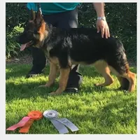 German shepherd, a female German Shepherd Dog for sale in Hemet, CA – Photo 8 of 10
