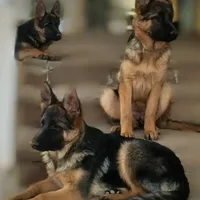 German shepherd, a female German Shepherd Dog for sale in Hemet, CA – Photo 7 of 10