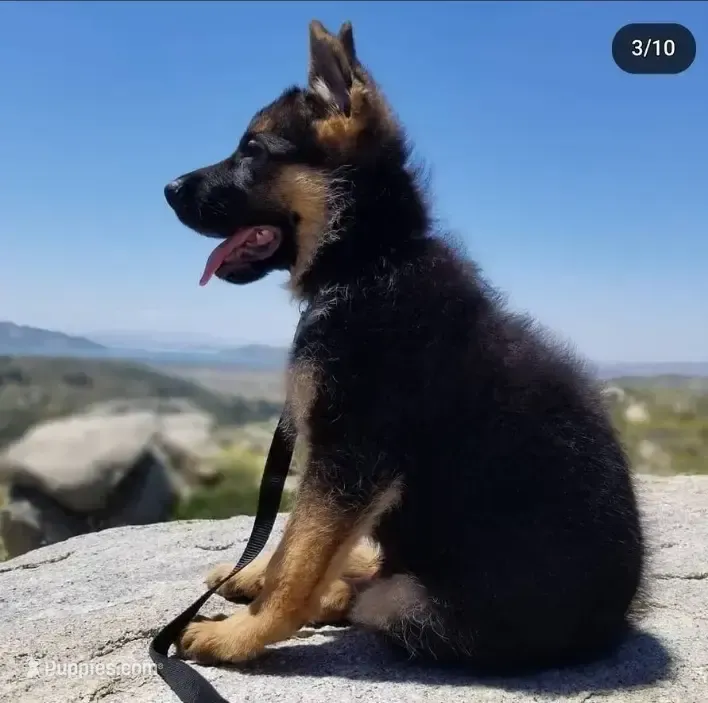 German shepherd 344 – German Shepherd Dog puppy for sale in Hemet, CA