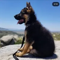 German shepherd, a female German Shepherd Dog for sale in Hemet, CA – Photo 10 of 10