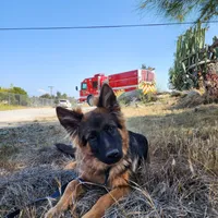German shepherd, a female German Shepherd Dog for sale in Hemet, CA – Photo 2 of 10