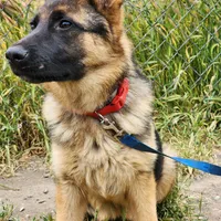 Chiquita1, a female German Shepherd Dog for sale in Hemet, CA – Photo 8 of 9