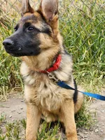 Chiquita1, a female German Shepherd Dog for sale in Hemet, CA – Photo 8 of 9