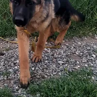 Chiquita1, a female German Shepherd Dog for sale in Hemet, CA – Photo 3 of 9