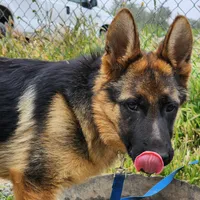 Chiquita1, a female German Shepherd Dog for sale in Hemet, CA – Photo 9 of 9