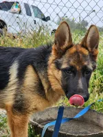 Chiquita1, a female German Shepherd Dog for sale in Hemet, CA – Photo 9 of 9