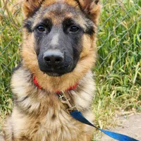 Chiquita1, a female German Shepherd Dog for sale in Hemet, CA – Photo 7 of 9