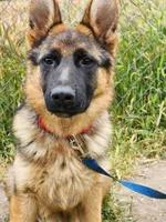 Chiquita1, a female German Shepherd Dog for sale in Hemet, CA – Photo 7 of 9