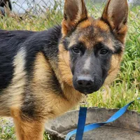Chiquita1, a female German Shepherd Dog for sale in Hemet, CA – Photo 2 of 9