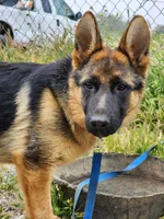 Chiquita1, a female German Shepherd Dog for sale in Hemet, CA – Photo 2 of 9