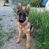 Chiquita1, a female German Shepherd Dog for sale in Hemet, CA – Photo 4 of 9