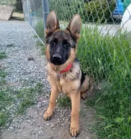 Chiquita1, a female German Shepherd Dog for sale in Hemet, CA – Photo 4 of 9