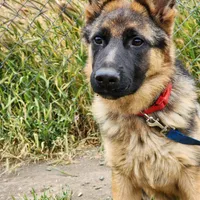 Chiquita1, a female German Shepherd Dog for sale in Hemet, CA – Photo 1 of 9