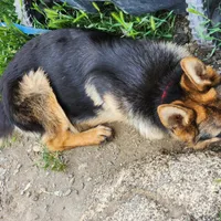 Chiquita1, a female German Shepherd Dog for sale in Hemet, CA – Photo 5 of 9